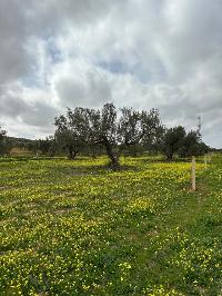 lot de terrain Hammamet Elmenchar