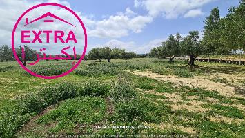 Opportunité unique – Campagne à Nabeul, 