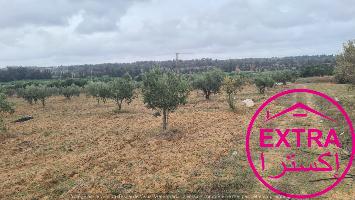 campagne a ghardaia